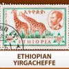 Escarpment Coffee Roasters Green Coffee Ethiopian Yirgacheffe FTO - Green - 1lb